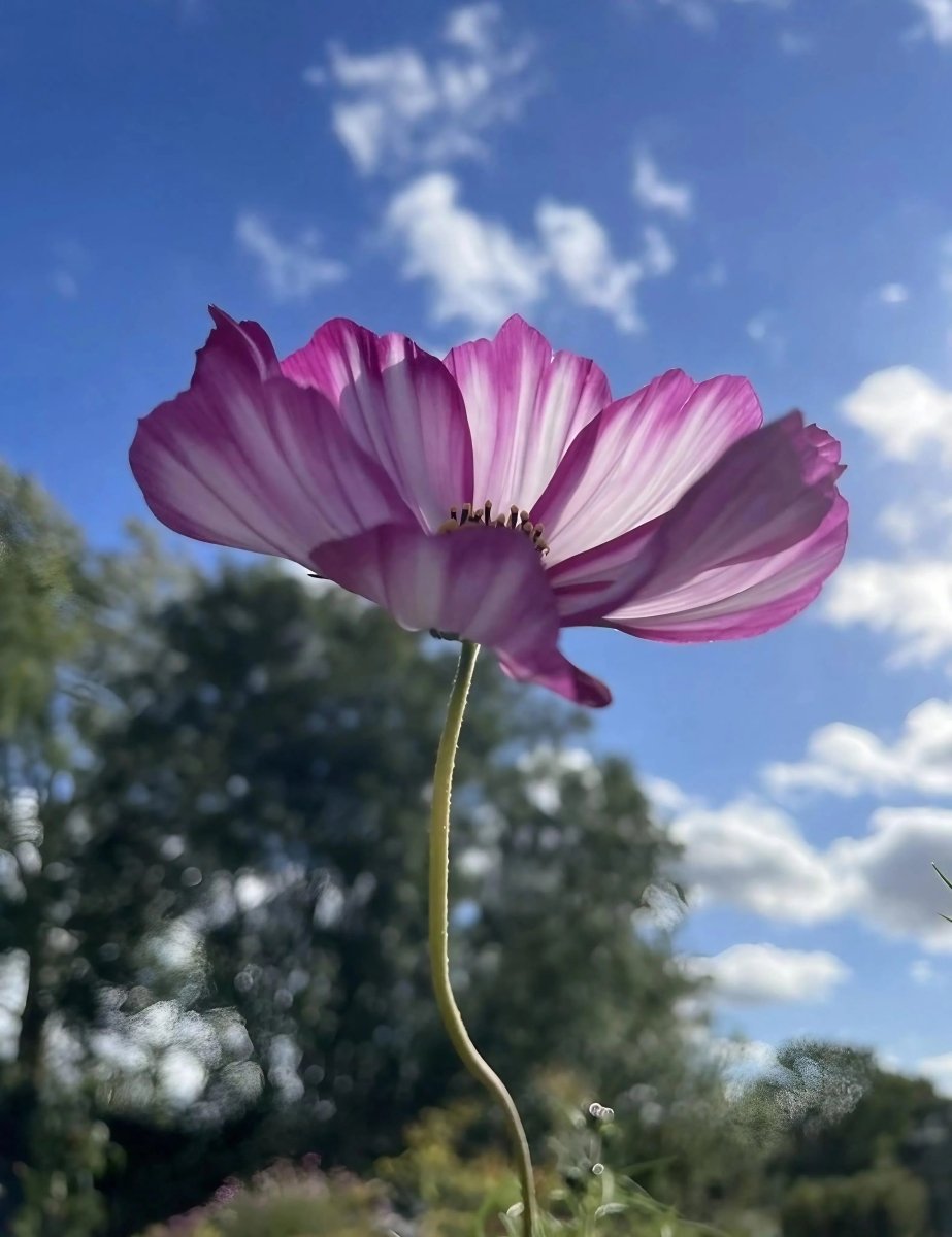 Cosmos Fizzy Rose Seeds - Dandys Landscape Supplies
