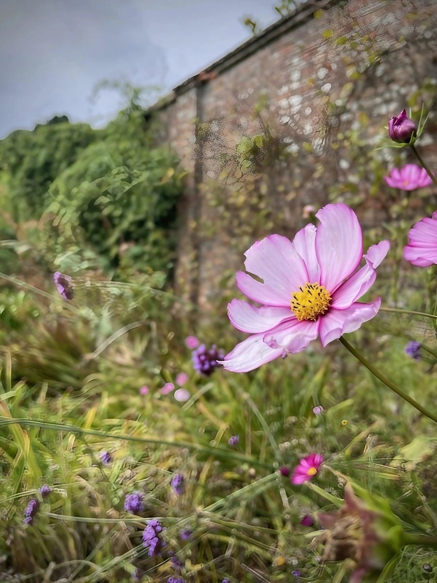 Cosmos Fizzy Rose Seeds - Dandys Landscape Supplies