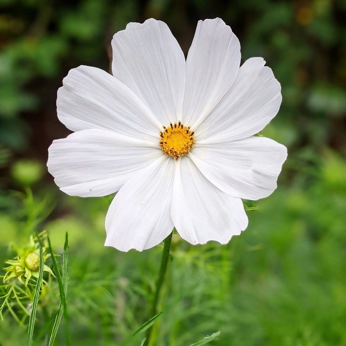 Cosmos Purity Seeds - Dandys Landscape Supplies
