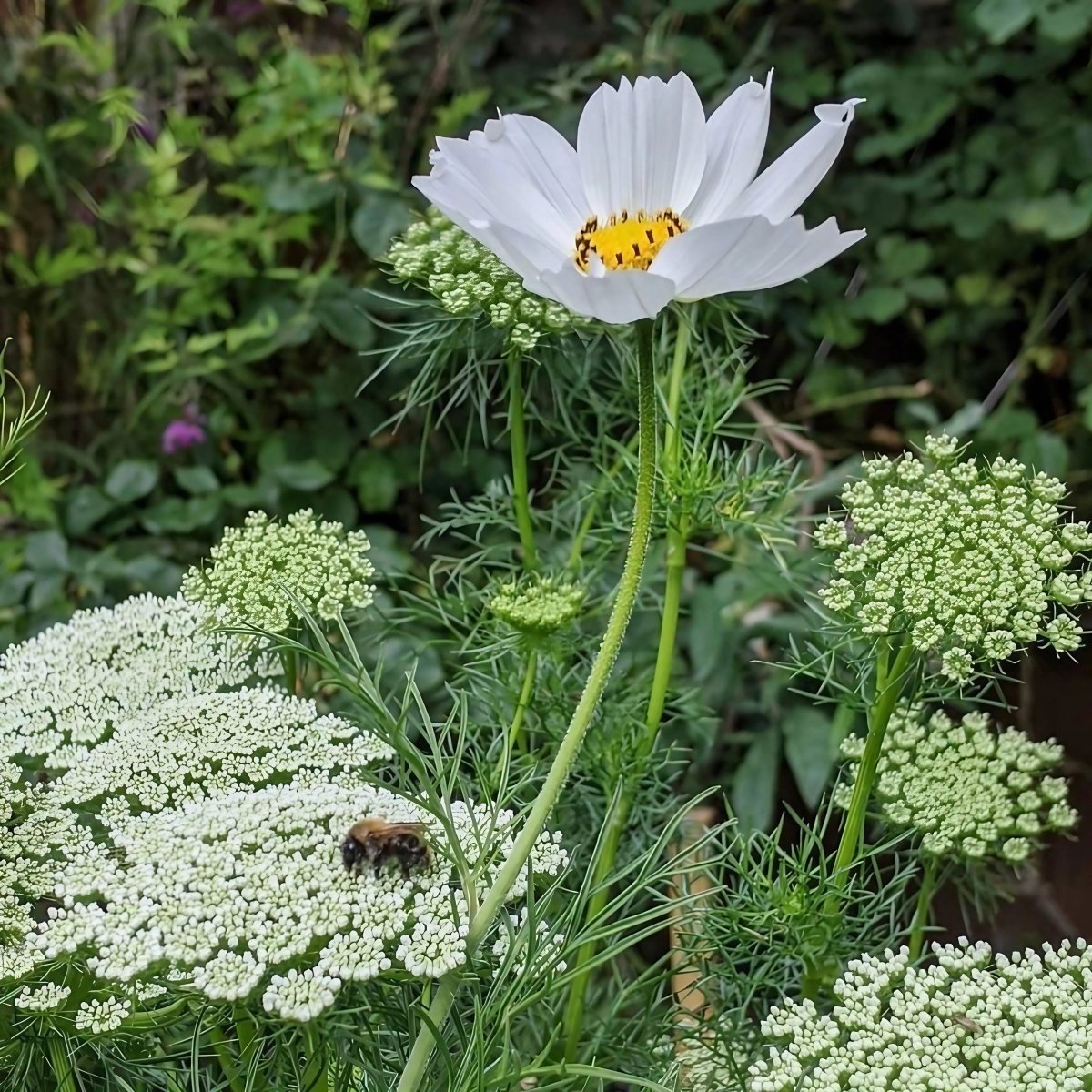 Cosmos Purity Seeds - Dandys Landscape Supplies
