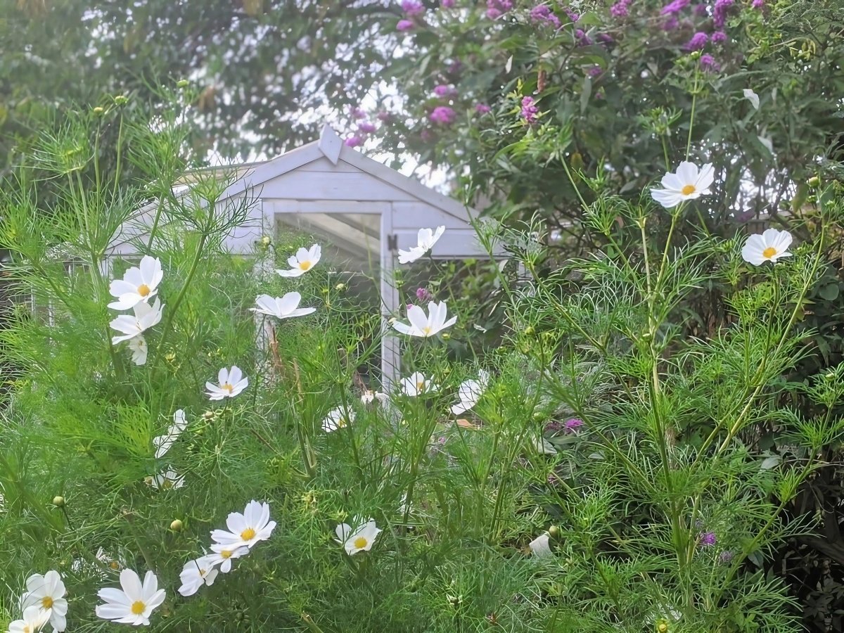 Cosmos Purity Seeds - Dandys Landscape Supplies
