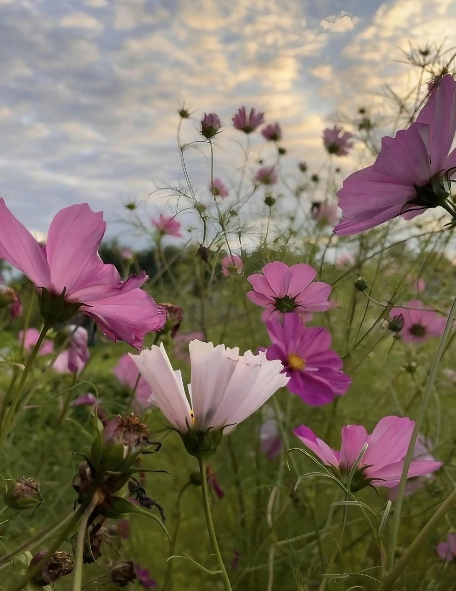 Cosmos Seashell Seeds - Dandys Landscape Supplies