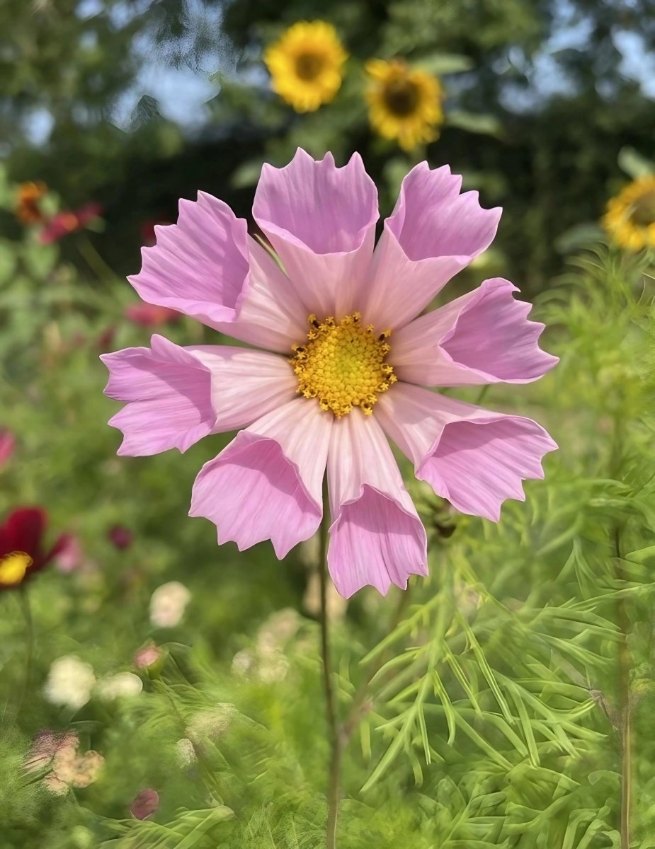 Cosmos Seashell Seeds - Dandys Landscape Supplies