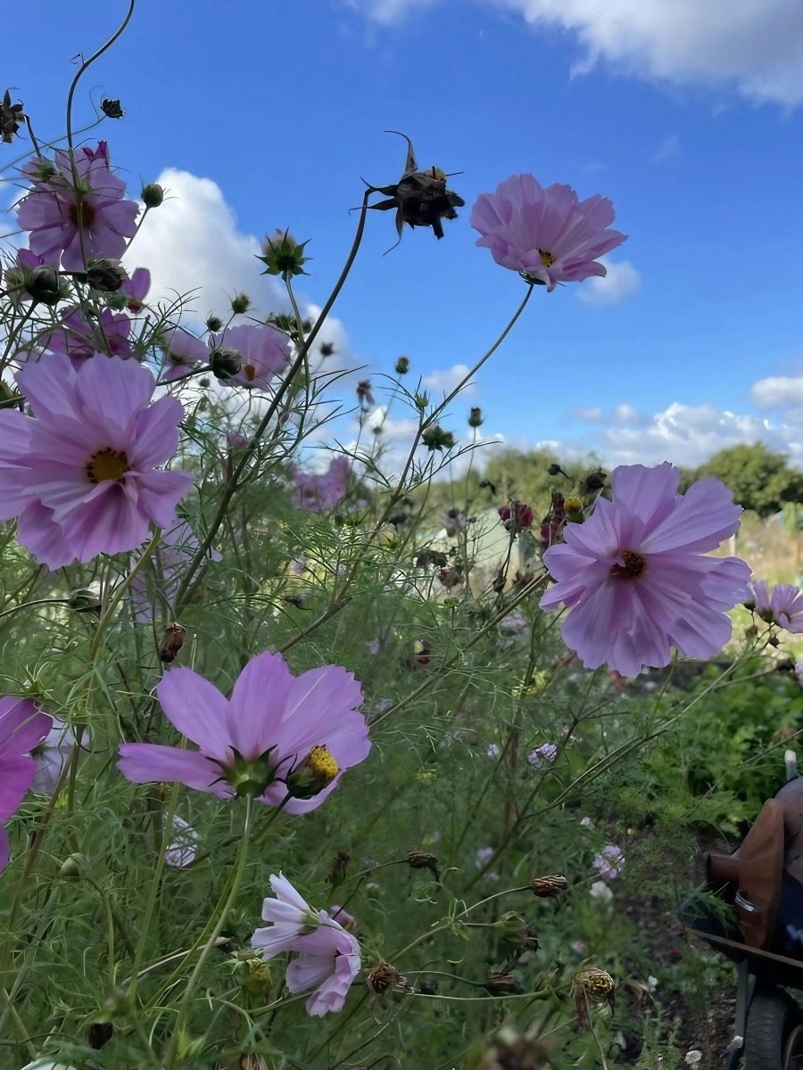 Cosmos Seashell Seeds - Dandys Landscape Supplies
