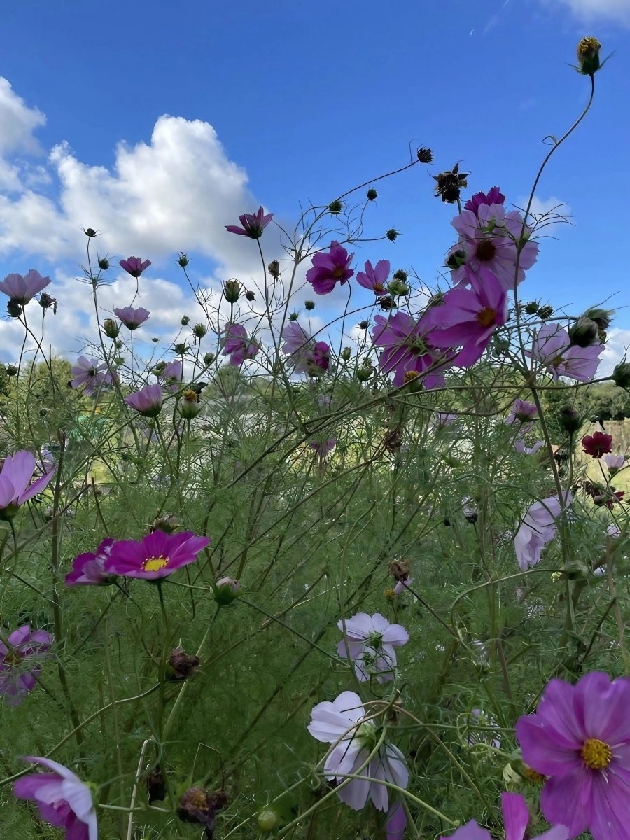 Cosmos Sensation Mixed Seeds - Dandys Landscape Supplies
