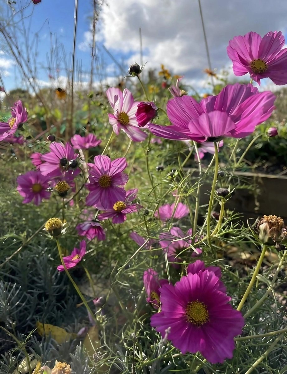 Cosmos Sensation Mixed Seeds - Dandys Landscape Supplies
