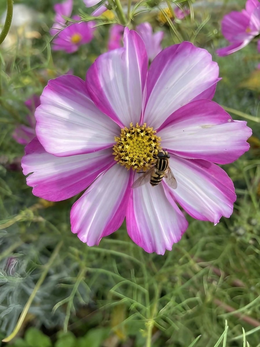 Cosmos Sensation Mixed Seeds - Dandys Landscape Supplies