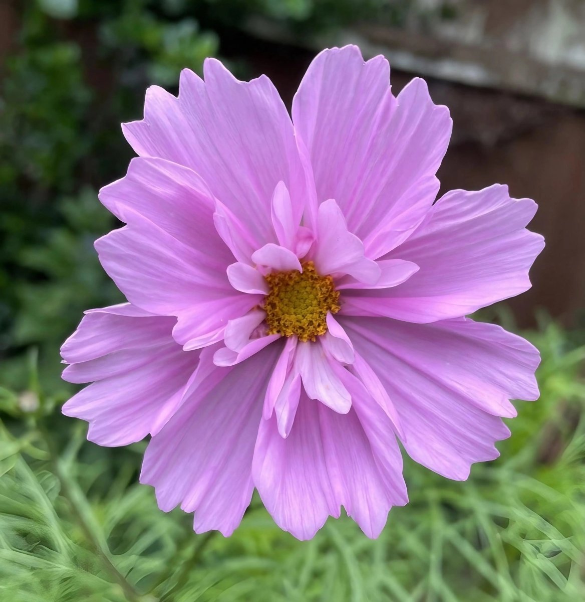 Cosmos Sensation Mixed Seeds - Dandys Landscape Supplies