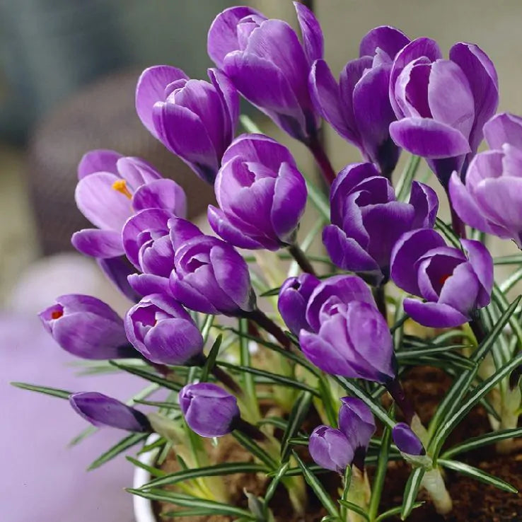 Crocus Ruby Giant - 8 Bulbs