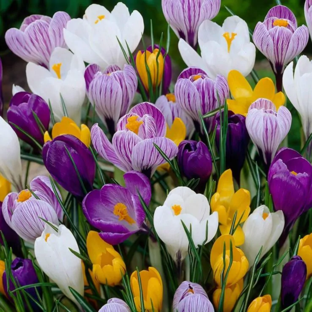 Crocus large flowered mix - 10 Bulbs - Dandys Landscape Supplies