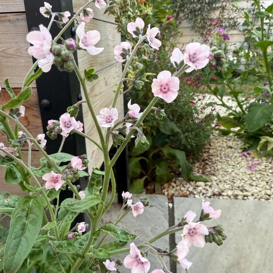 Cynoglossum Mystery Rose - Dandys Landscape Supplies