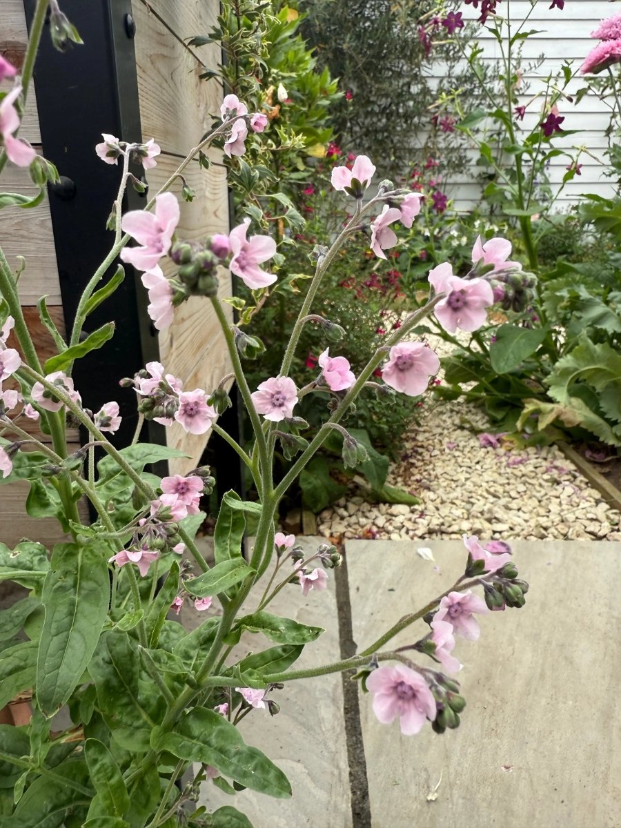 Cynoglossum Mystery Rose - Dandys Landscape Supplies
