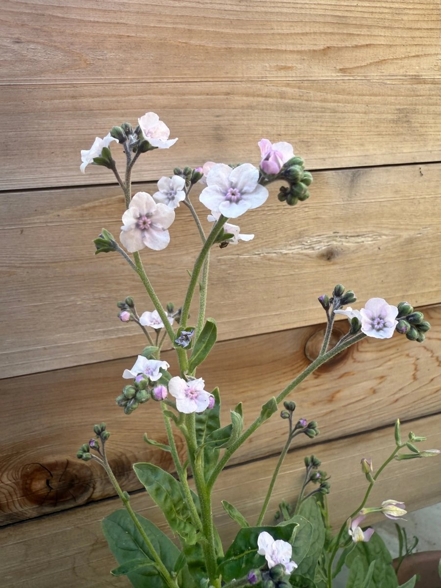 Cynoglossum Mystery Rose - Dandys Landscape Supplies