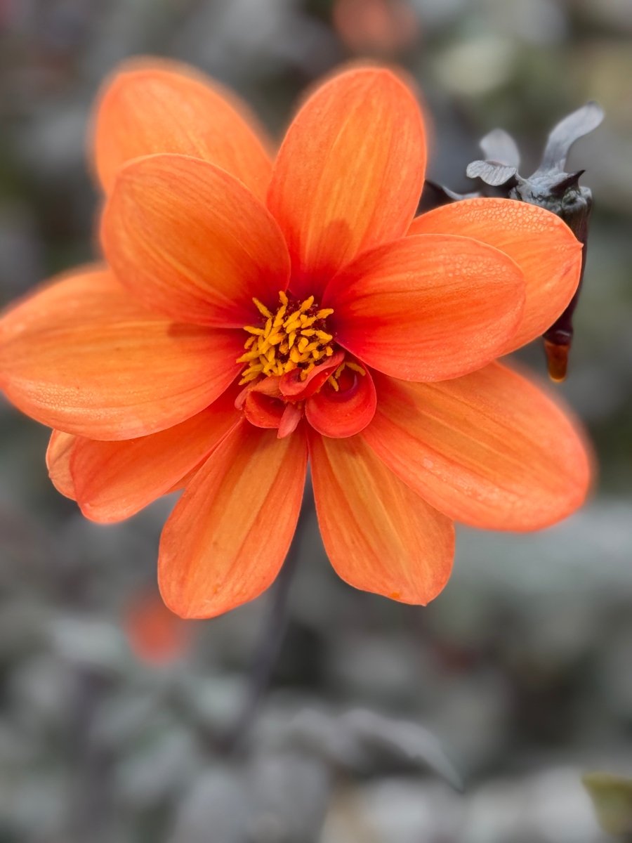 Dahlia Bishops Children Mix Seeds - Dandys Landscape Supplies