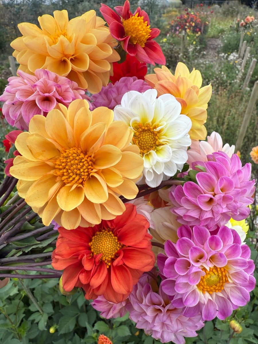 Dahlia Pompone Double Mixed Seeds - Dandys Landscape Supplies