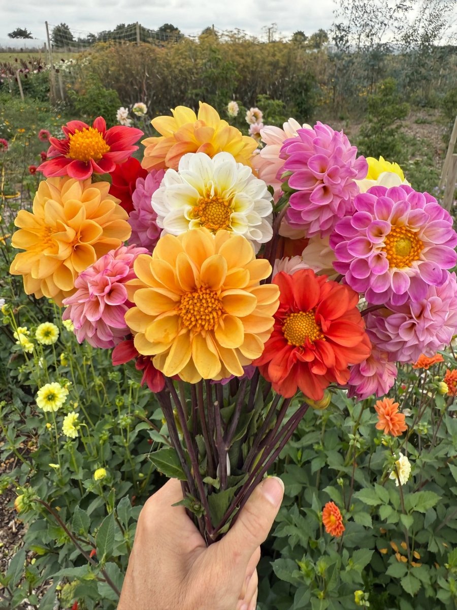 Dahlia Pompone Double Mixed Seeds - Dandys Landscape Supplies