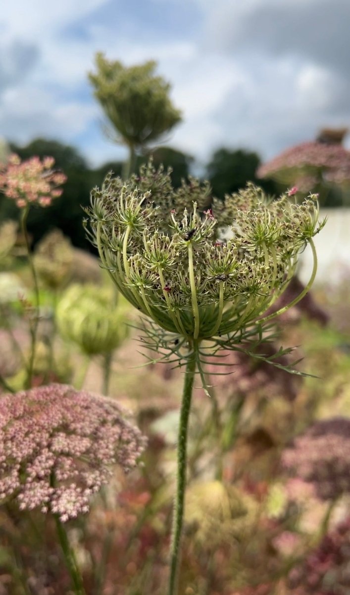 Daucus Carota Dara - Dandys Landscape Supplies