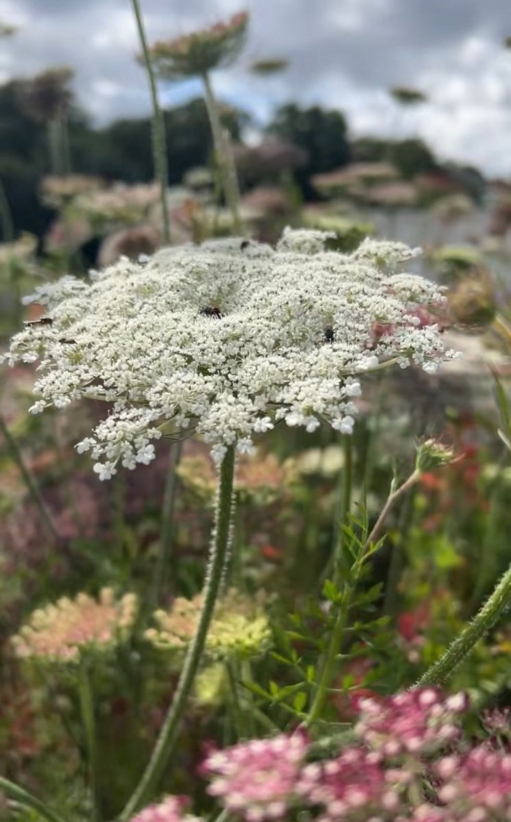 Daucus Carota (Wild Carrot) - Dandys Landscape Supplies