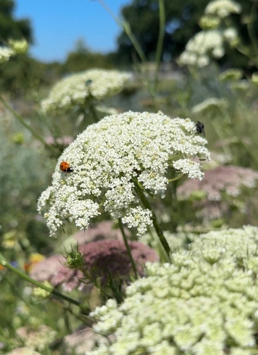 Daucus Carota (Wild Carrot) - Dandys Landscape Supplies