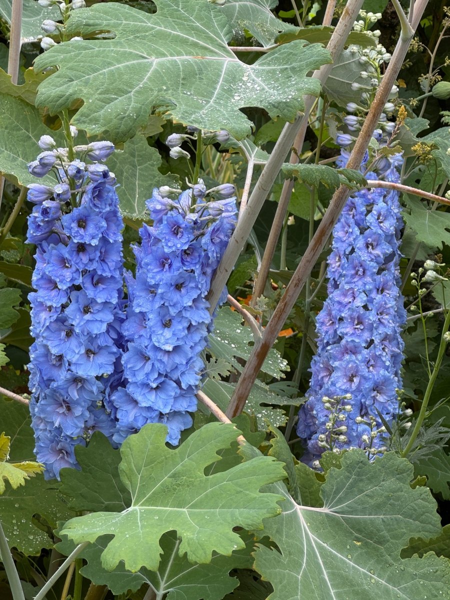 Delphinium Pacific Giant Summer Skies - Dandys Landscape Supplies