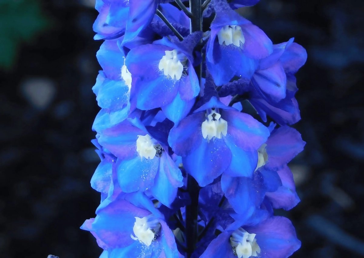 Delphinium Pacific Giant Summer Skies Seeds - Dandys Landscape Supplies