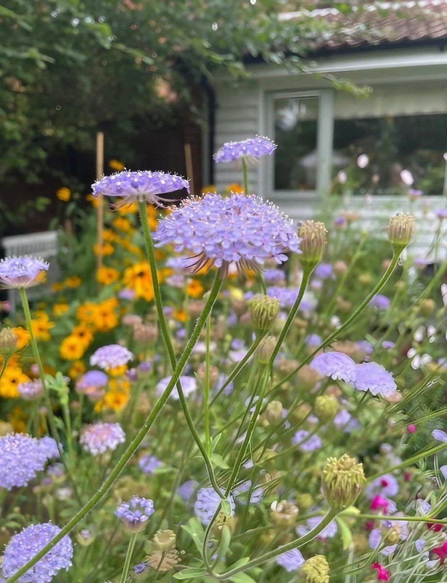 Didiscus Blue Lace Seeds - Dandys Landscape Supplies