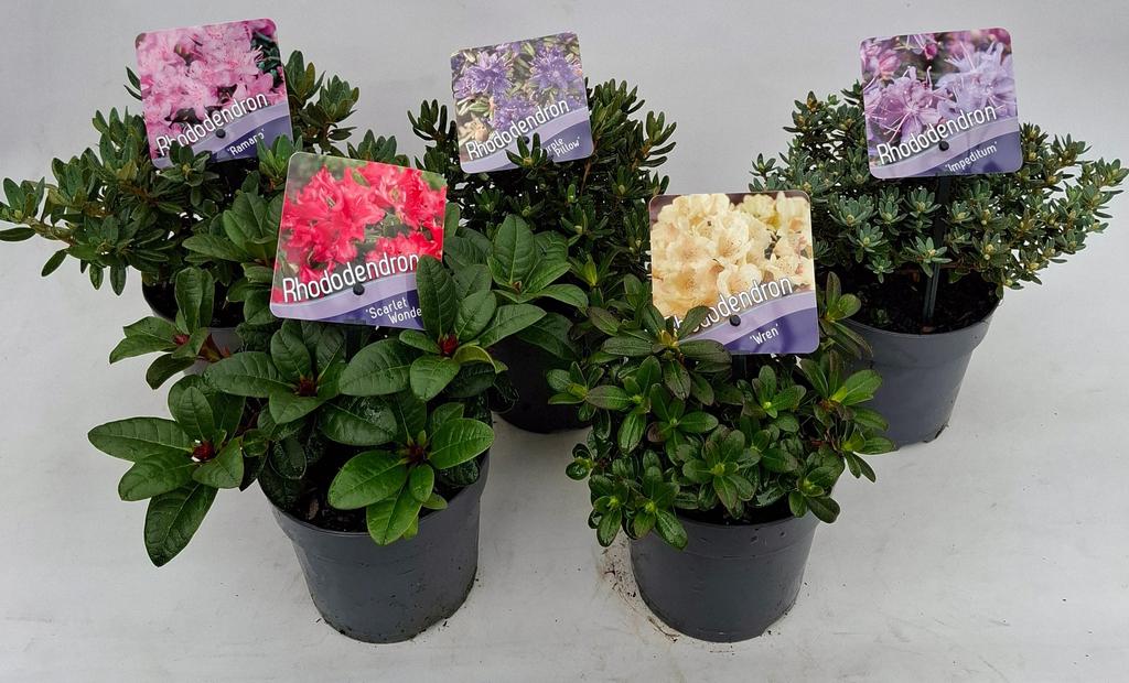 Rhododendron Dwarf in varieties