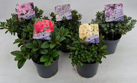Rhododendron Dwarf in varieties