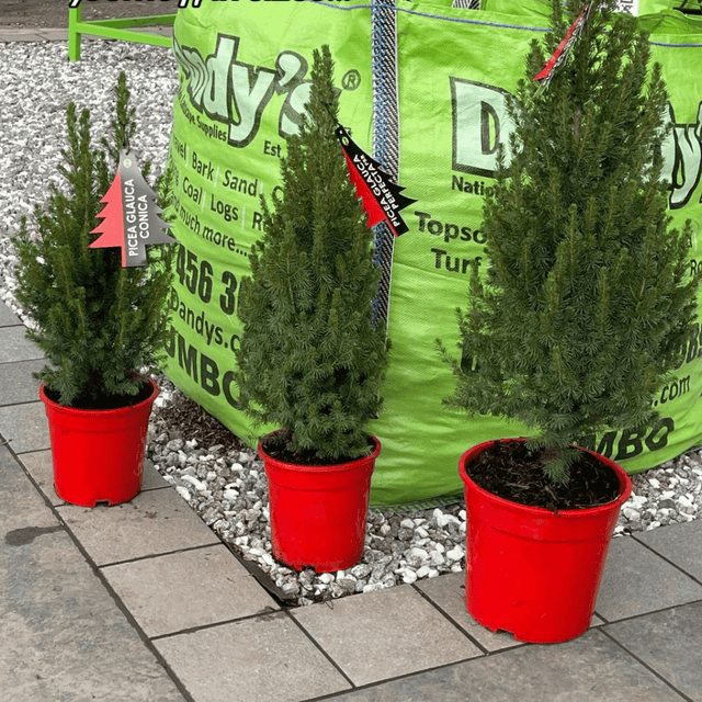Dwarf Spruce Christmas Tree - Dandys Landscape Supplies
