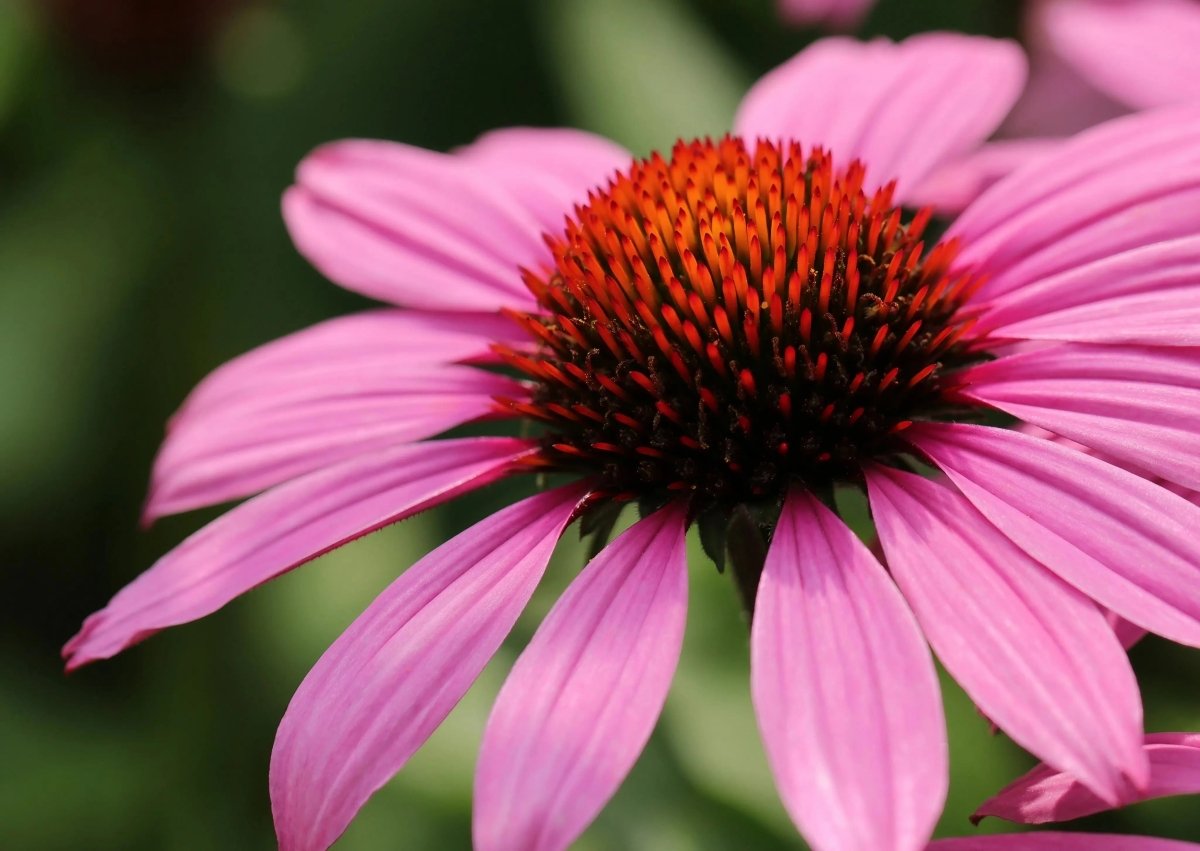 Echinacea Bravado Seeds - Dandys Landscape Supplies