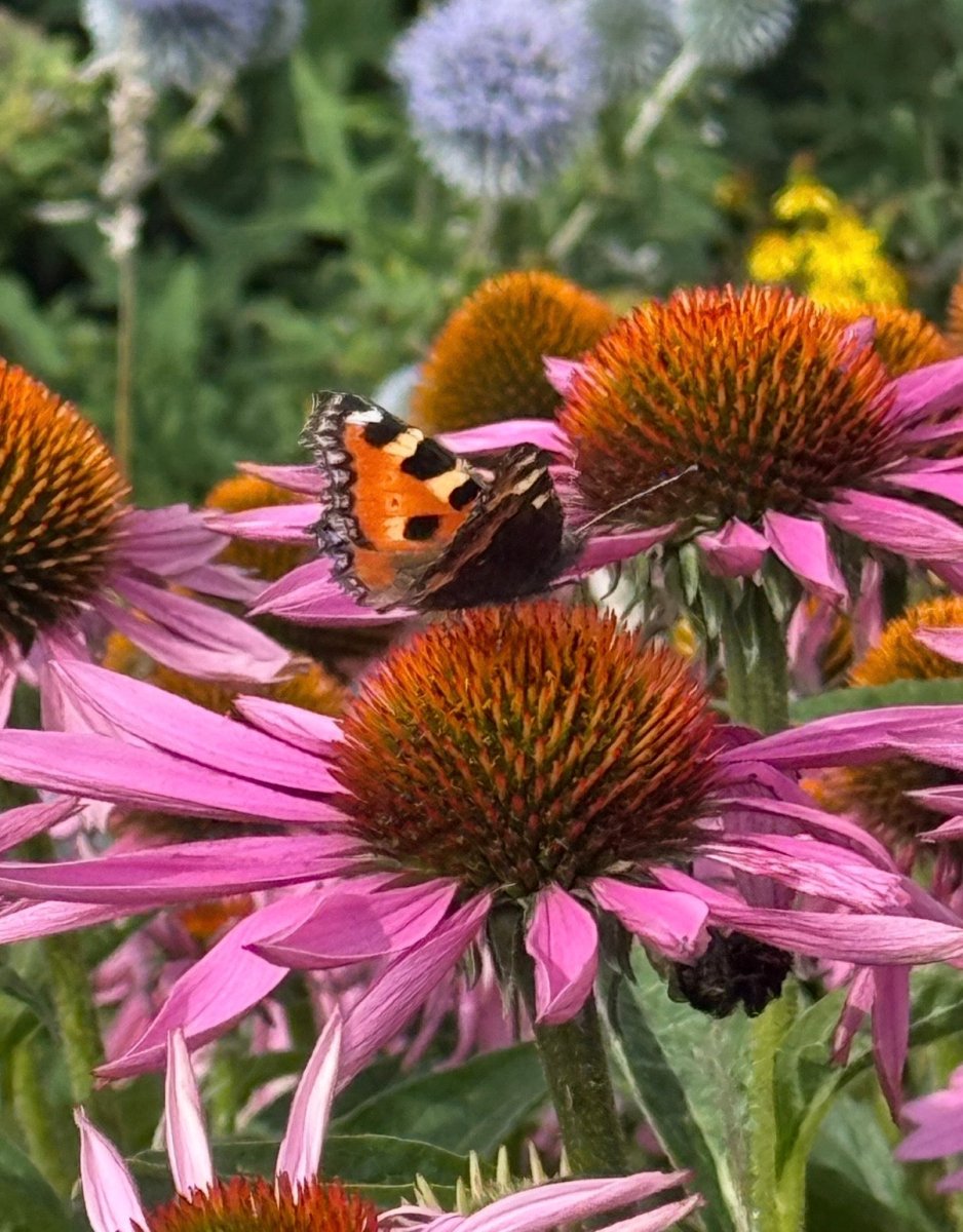 Echinacea Purple Coneflower - Dandys Landscape Supplies