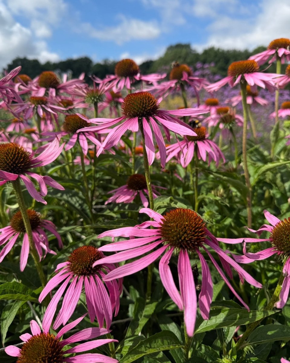 Echinacea Purple Coneflower - Dandys Landscape Supplies