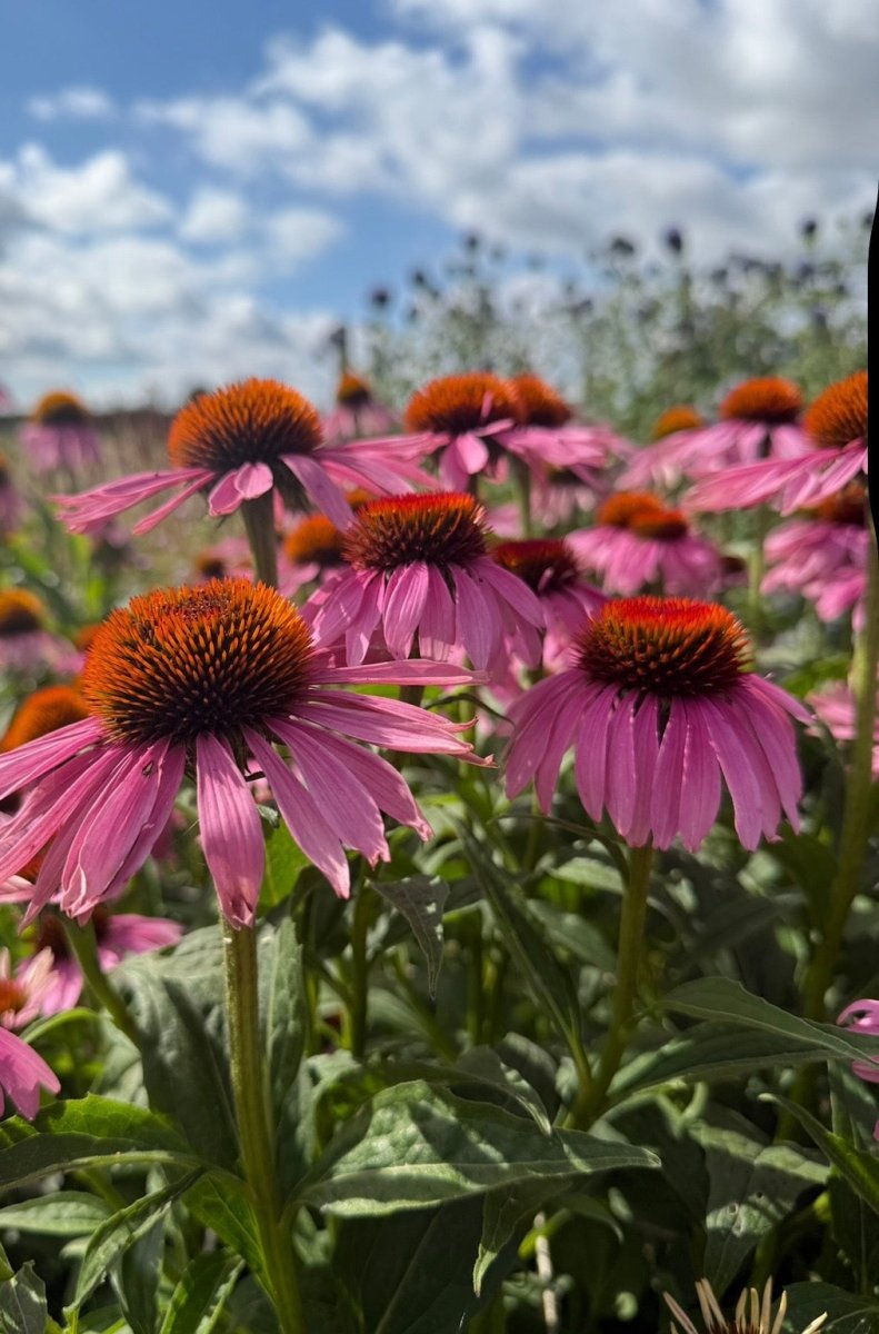 Echinacea Purple Coneflower - Dandys Landscape Supplies