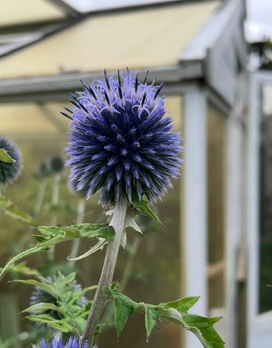 Echinops ritro Veitch's Blue Seeds - Dandys Landscape Supplies