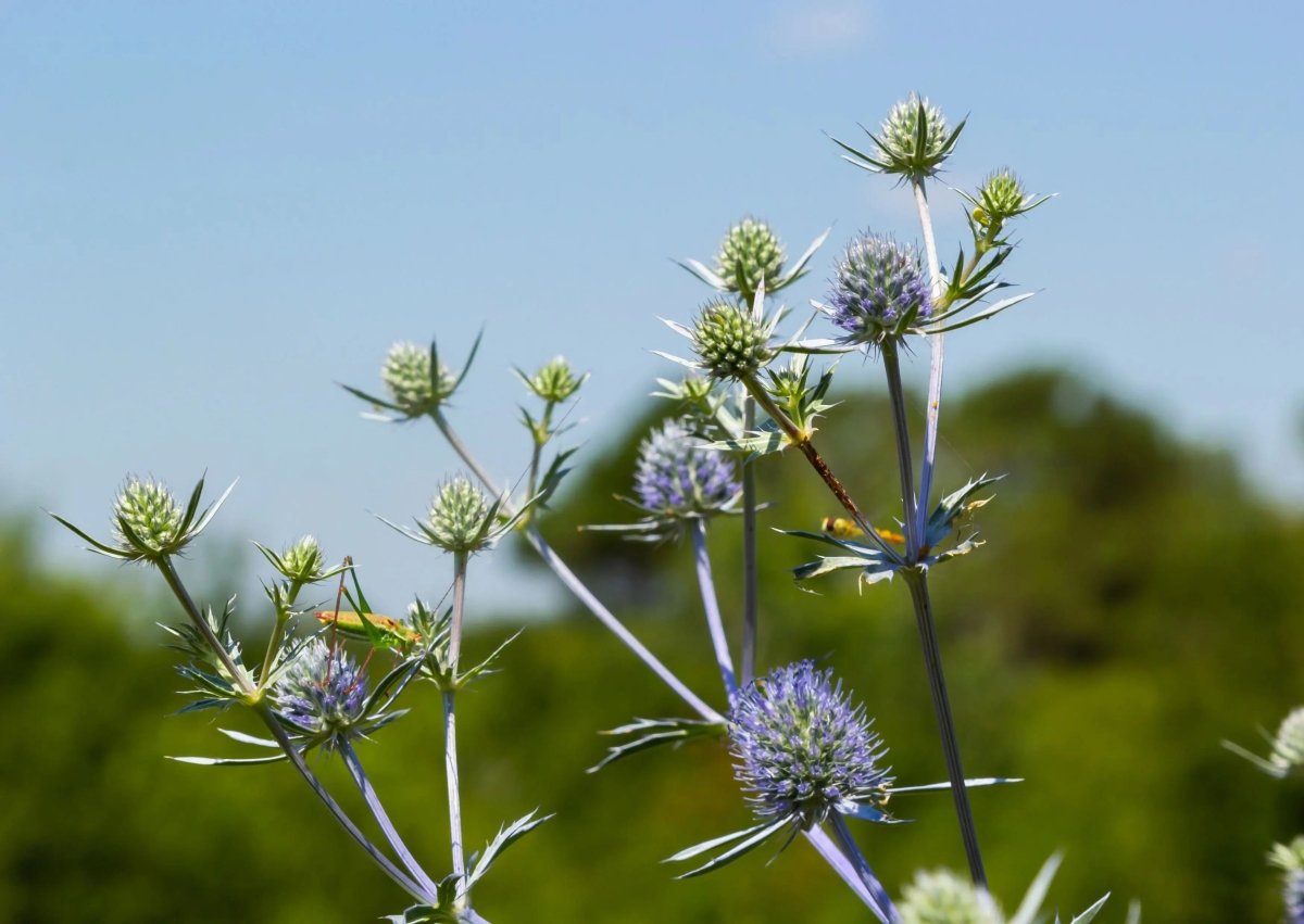 Eryngium (Sea Holly) Seeds - Dandys Landscape Supplies