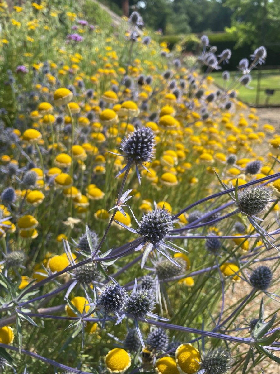 Eryngium (Sea Holly) Seeds - Dandys Landscape Supplies