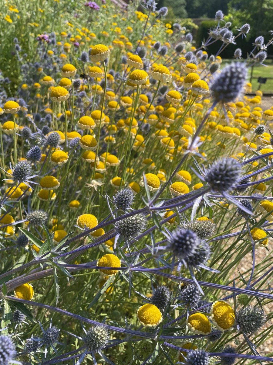 Eryngium (Sea Holly) Seeds - Dandys Landscape Supplies