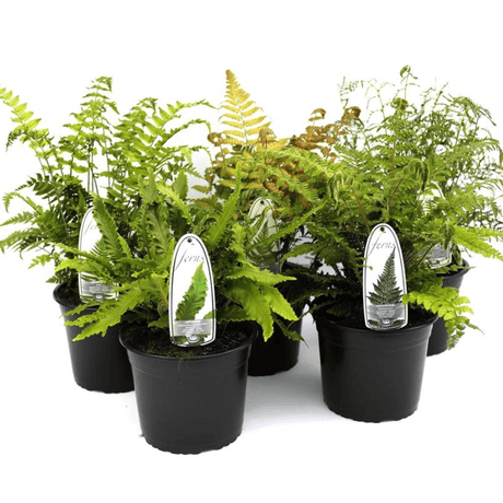 Ferns - Dandys Landscape Supplies
