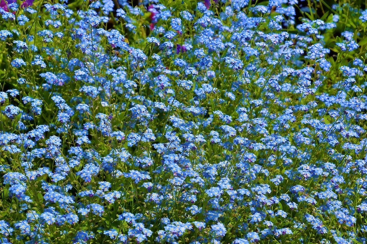 Forget - me - not Blue Seeds - Dandys Landscape Supplies