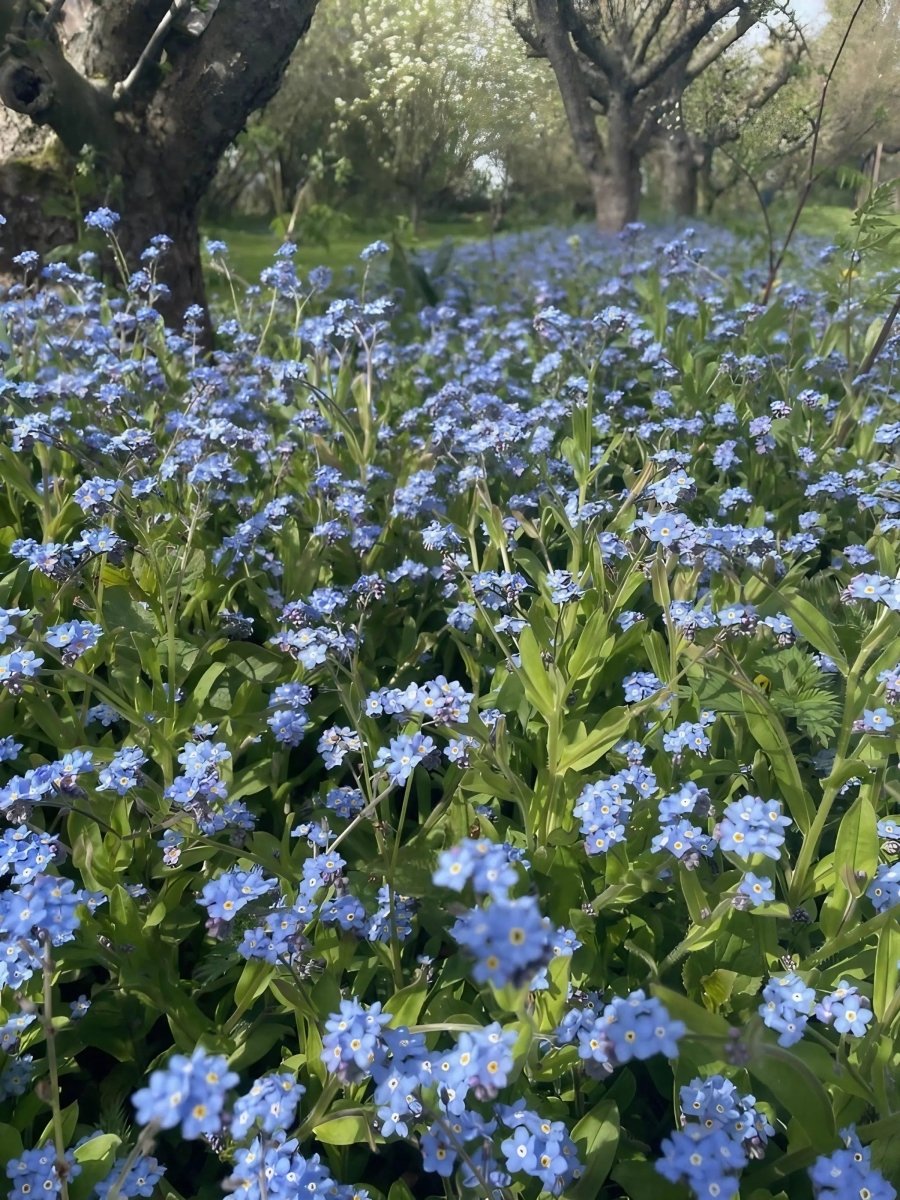 Forget - me - not Blue Seeds - Dandys Landscape Supplies