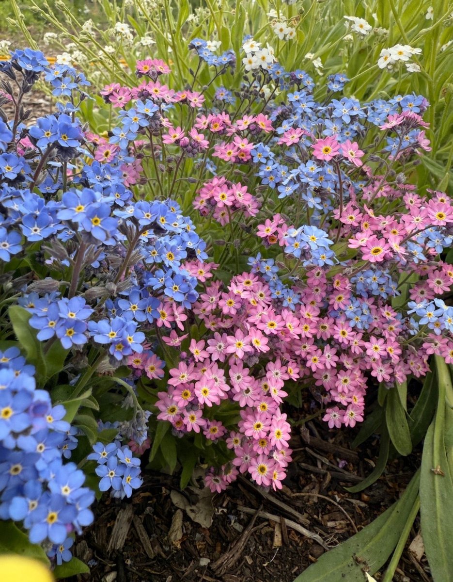 Forget - me - not Victoria Mixed - Dandys Landscape Supplies
