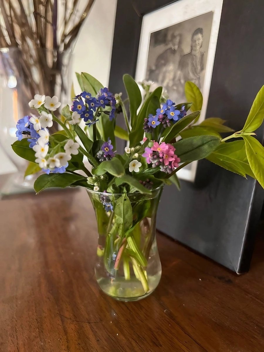 Forget - me - not Victoria Mixed - Dandys Landscape Supplies