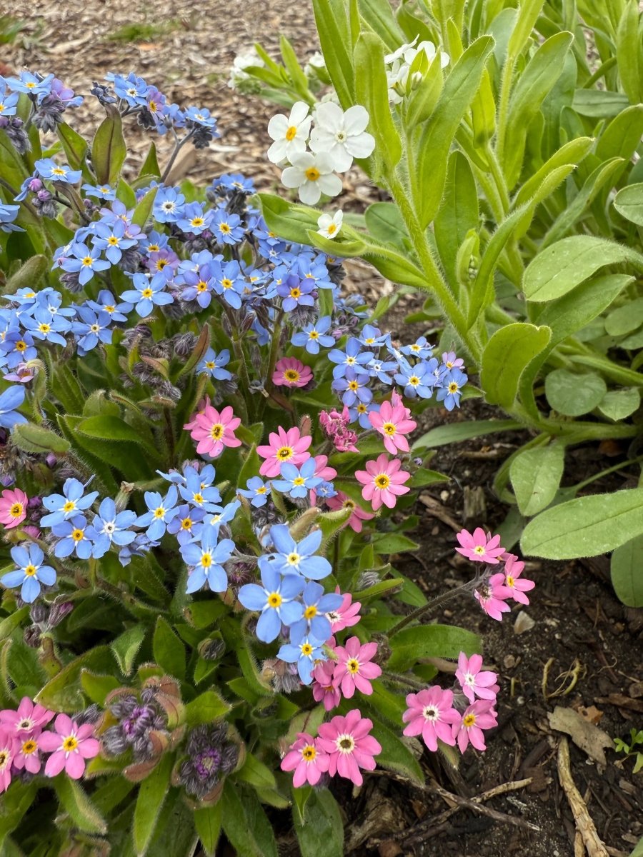Forget - me - not Victoria Mixed - Dandys Landscape Supplies