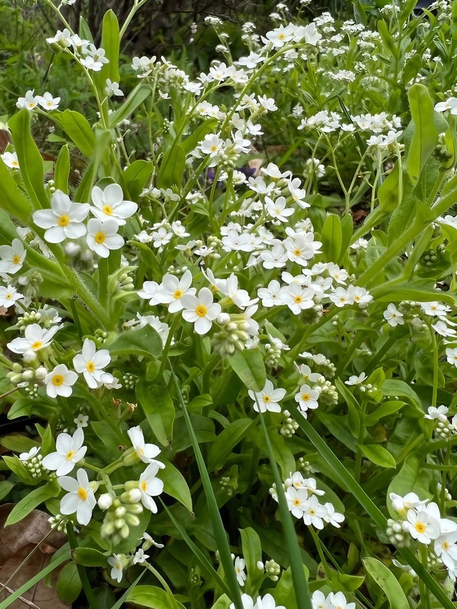 Forget - me - not White Seeds - Dandys Landscape Supplies