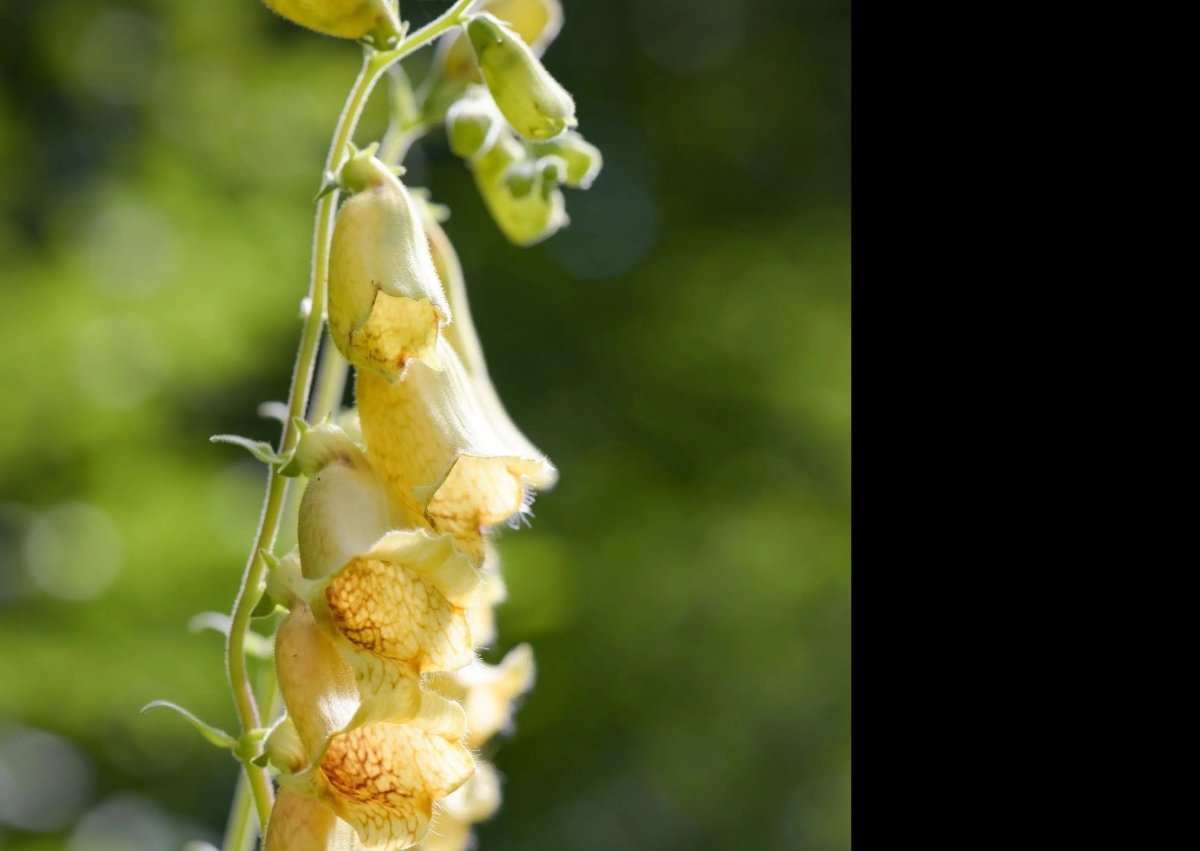 Foxglove Primrose Yellow Seeds - Dandys Landscape Supplies