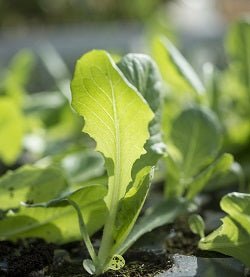 Fruit and Veg Protection Nematodes (Steinernema Feltiae/Carpocapsae mix) - Dandys Landscape Supplies