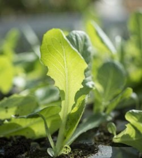 Fruit and Veg Protection Nematodes (Steinernema Feltiae/Carpocapsae mix) - Dandys Landscape Supplies
