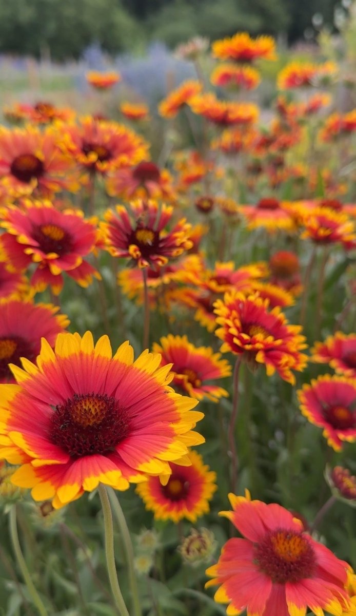 Gaillardia Aristata Bicolour Goblin - Dandys Landscape Supplies
