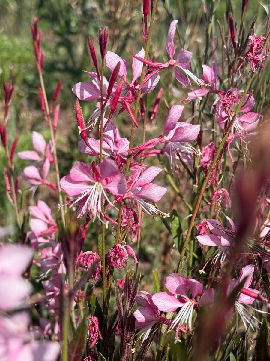 Gaura 'Pink Bouquet' - Dandys Landscape Supplies