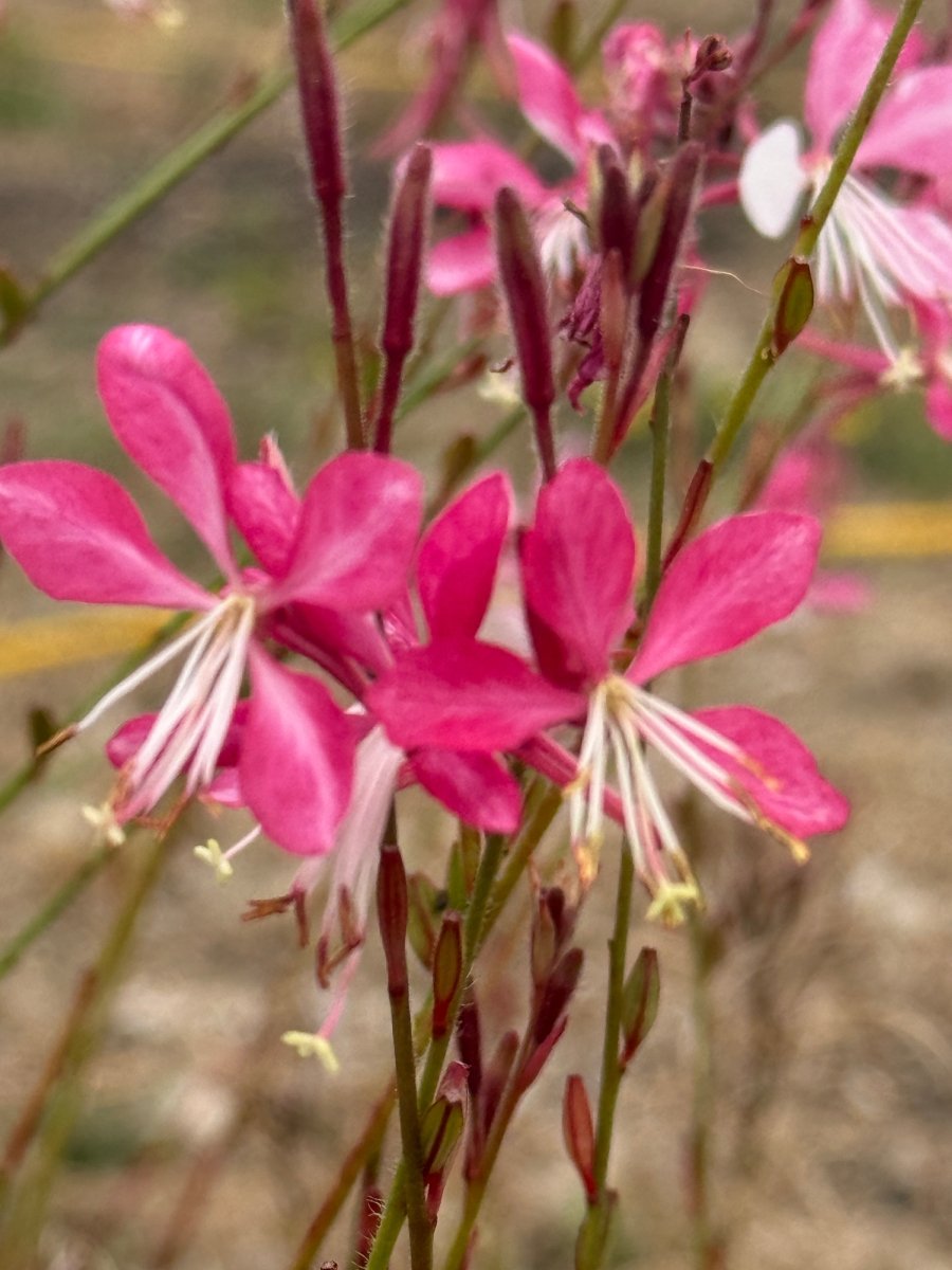 Gaura 'Pink Bouquet' - Dandys Landscape Supplies